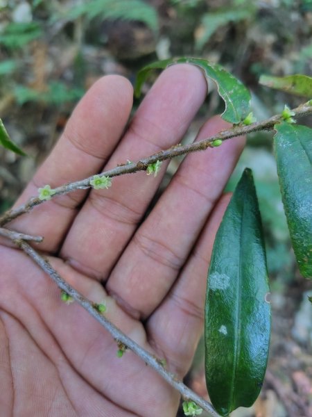 大雪山森林遊樂區 遊客中心 小神木 北三錐山 平石山西北峰2952859