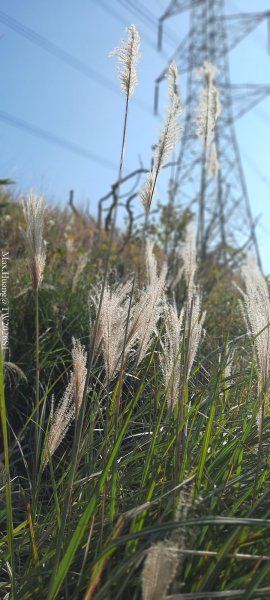 《台中》短暫暖陽｜龍井竹坑南寮步道O繞202601042976421
