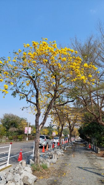 療癒森呼吸，阿里山三日行2764433