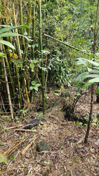 20251210萬里加投山-芎蕉坪古道-北八斗山東南峰-北八斗山-夏綠蒂山-神主嶺-陳明故居2958718