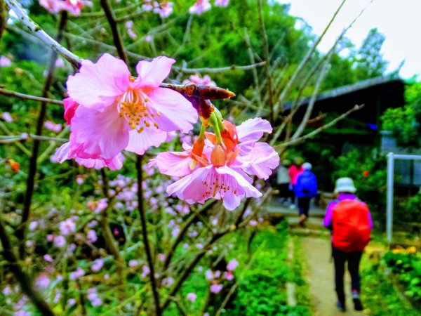 小山美學：新店小獅山步道887770