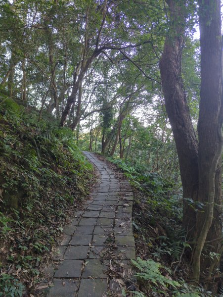 2025.11.15－鳴鳳古道2942996