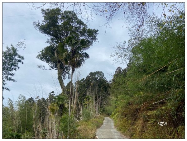 大凍山、頂湖步道 O型ㄧ圈2984152