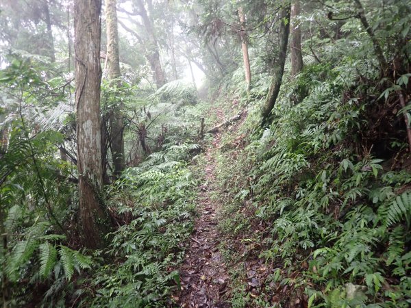 2022-04-01　天氣陣雨，翡翠坑山探索1660631