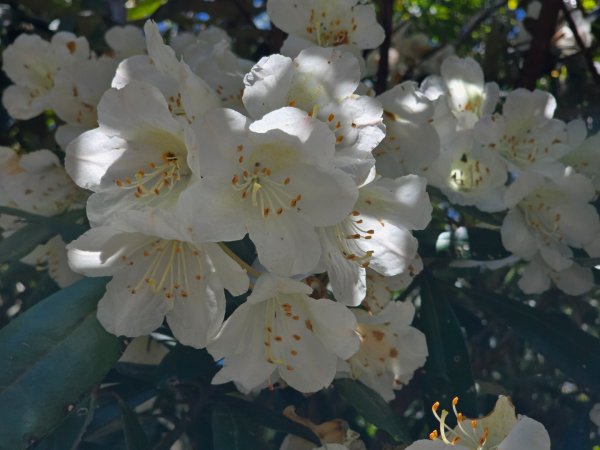 鳶嘴山杜鵑盛開2770227