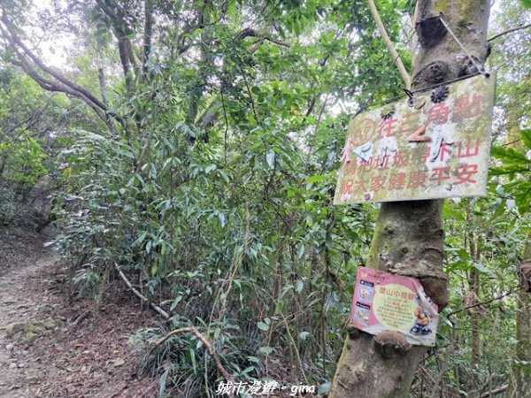 【屏東來義】小百岳棚集山x棚集下山O 繞3013084