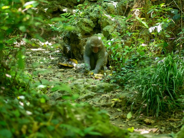 珊瑚礁上的花果山—柴山步道1820040