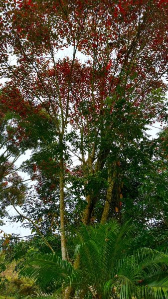 馬那邦山O走2370109