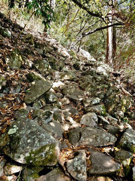 東卯山-谷關七雄(老五)2991592