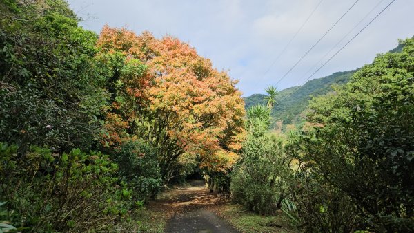 陽明山系的瑞泉、林市、富士坪古道O型走2377391