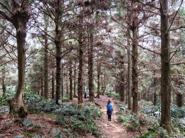 大雪山 長壽山 （肥崠山） 全台最大香杉林1369669