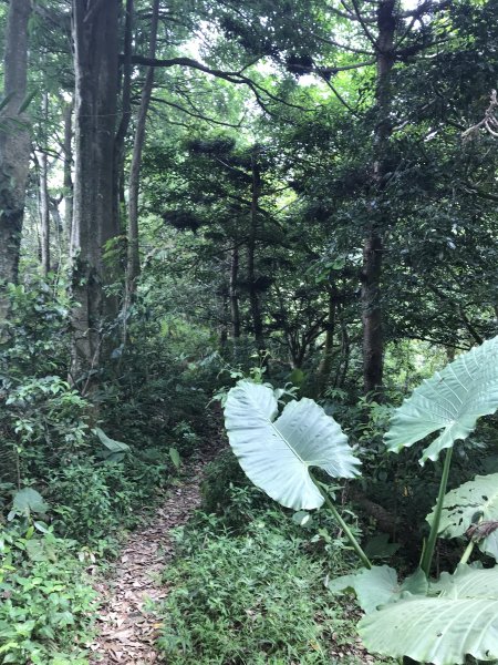 109年6月21日烏山紫竹寺-刣牛湖山1007482