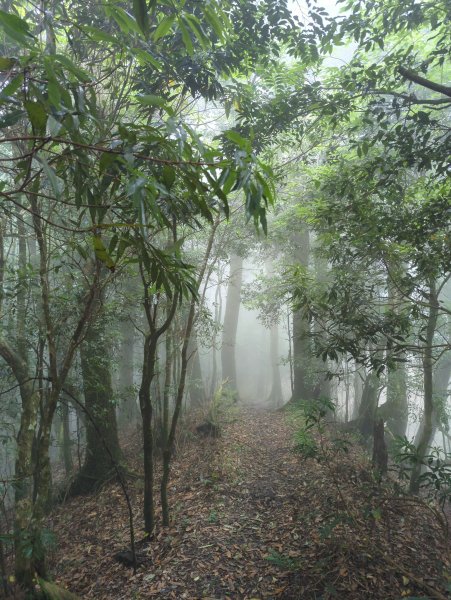 2025.07.13－漫步於森林中：鵝公髻山2835444