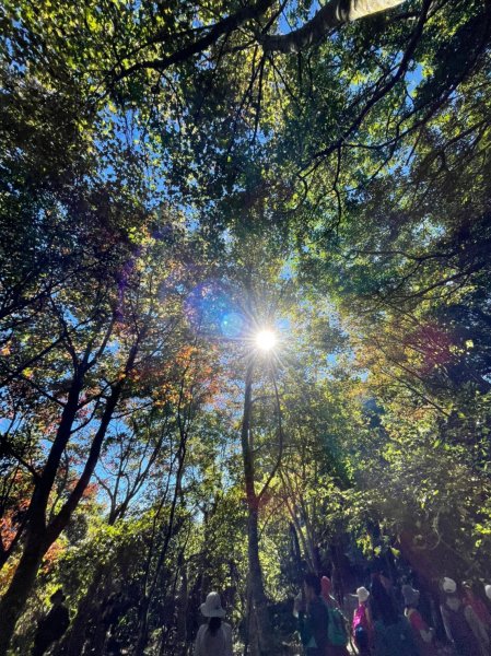 馬那邦山賞楓趣1549552