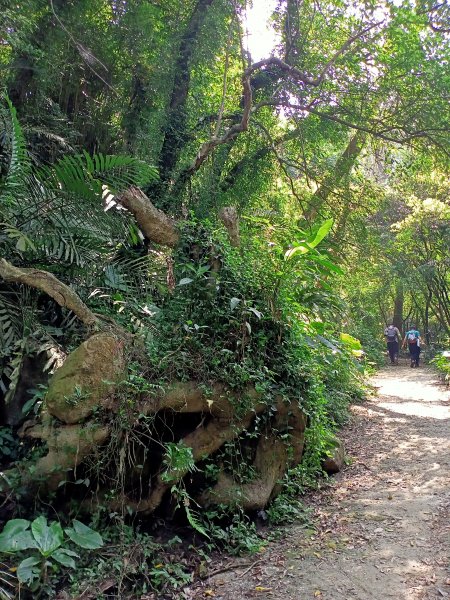 《桃園溪洲山、新溪洲山-原始幽靜、土石紛陳》【小百岳集起來】 #23 溪洲山步道(福山巖登山步道)1868555