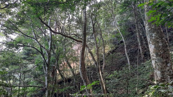 《新竹》斷崖神木｜北得拉曼步道小P繞202510172917505