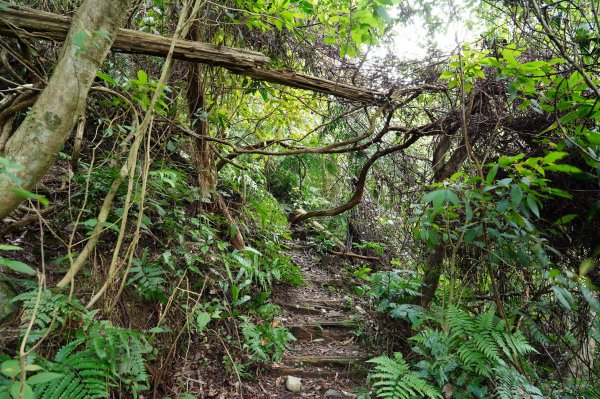 新北 烏來 大刀山、拉樸山、阿玉溪山2704951