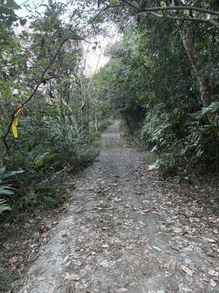 20251123三腳南山登山步道2944435