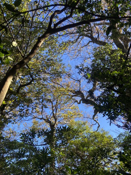 114.11.16 北得拉曼追黃金山毛櫸2937887