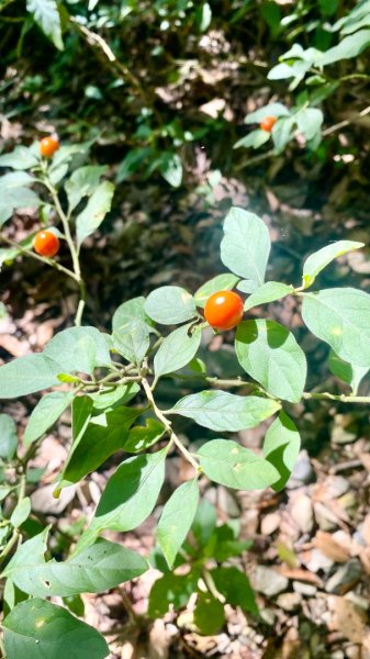 霧台-德文山2801894