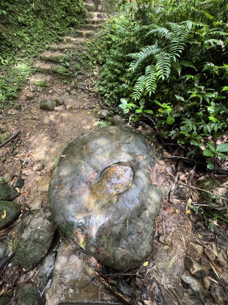 [微笑山線_第十二段] 2025_0803 五分山系_嶺腳寮山2851323