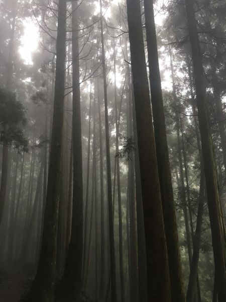 觀霧檜山巨木森林步道171740