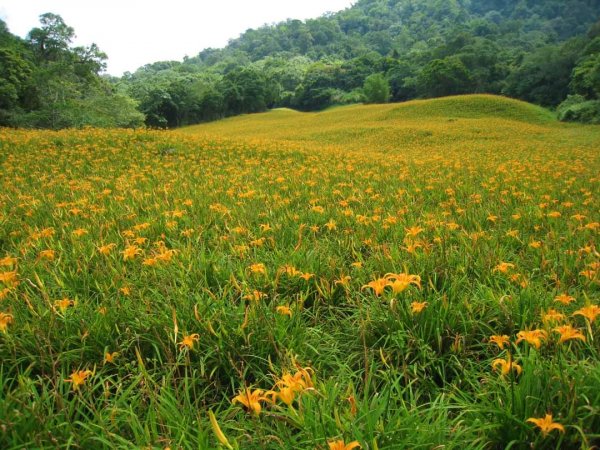 小百岳NO.92 花蓮萬人山。赤科山 六十石山，玉里神社遺址，奇萊鼻燈塔步道2250440