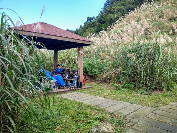 五分山步道登小百岳賞芒行+平溪公路落羽松776128