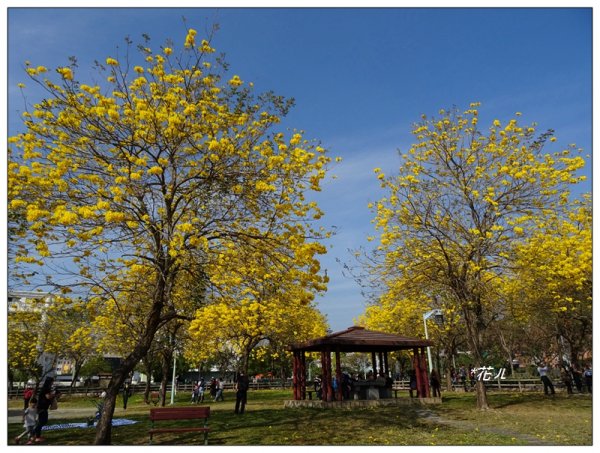 台中/廍子公園風鈴木865519