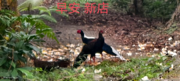 #虎山峰 #雙十國慶 #101大樓 #翡翠水庫壩頂 #山羌 #藍腹鷴 #斜射光 #雲海 10/10封面