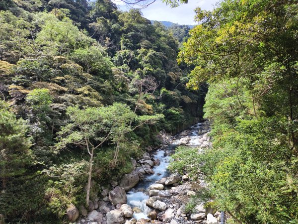 [百山百鳥尋旅-07/15] 2025_0831 八仙山國家森林遊樂區步道群_天籟步道2875910