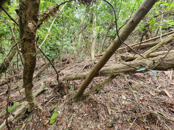 20250329東坑山八角崠山打鹿坑山2798887