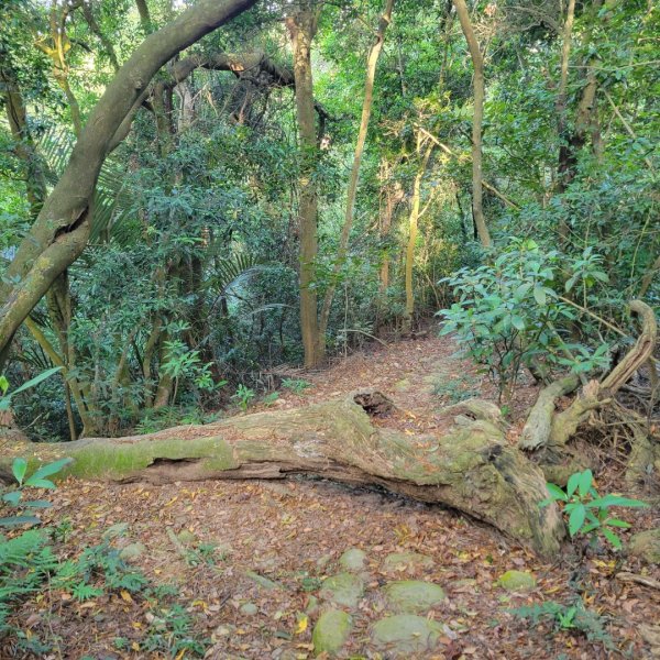 挑炭古道（三通嶺古道）1871370