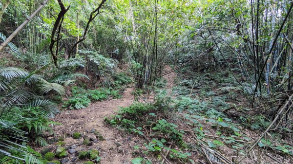 石笋古道,遇見雞母嶺2340705