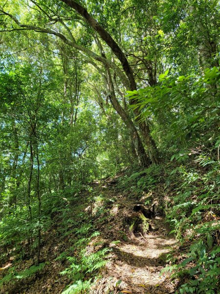 李棟山步道2206482