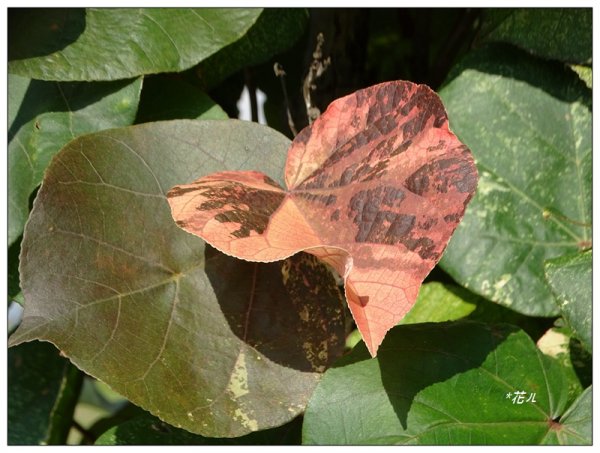 夏日/黃槿的花開1417601