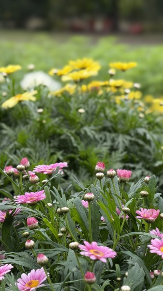 2025台北杜鵑花季｜大安森林公園｜迎曦花丘｜20250307｜峯花雪月2729832