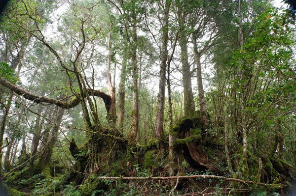 宜蘭 大同 見晴山2890624