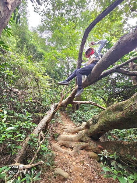 20251110竹北文山步道＆犁頭山稜線步道賞高鐵+大墩山柿園2934052
