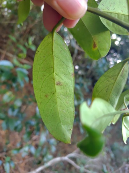 霧里乙部落-舊內文社-霧里乙山東北峰-霧里乙山-霧里乙南山-獅子頭山2766064