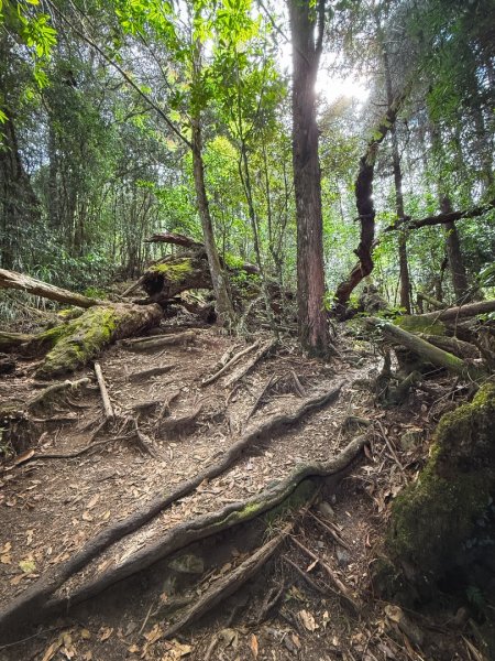 鳶嘴稍來步道賞楓季 ，大雪山門票優惠到12/31！2969553