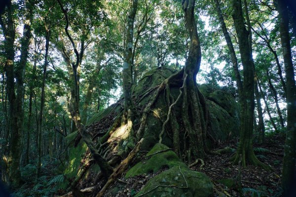苗栗 南庄 紅毛山、無名山、大坪山2943099