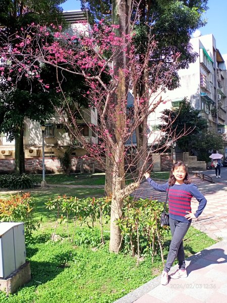 內湖瑞陽公園、碧湖公園、大港墘公園2416860