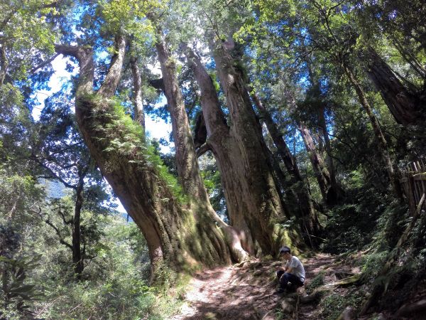 鎮西堡巨木群步道（B區）360607