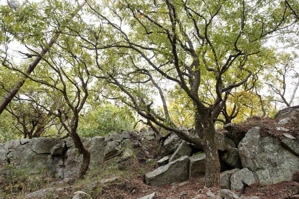 台中 和平 東卯山2674519