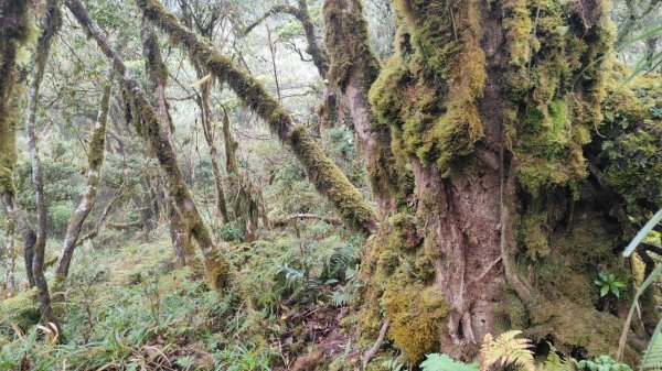 茶仁山單攻2025年4月4日2753325