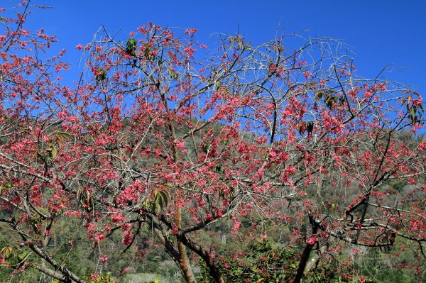 【南投~信義 】牛稠坑賞梅1254934