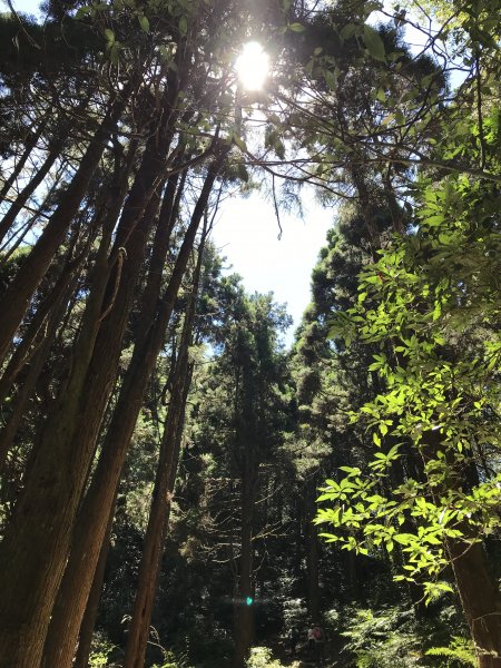 110年5月16日高雄   藤枝國家森林遊樂區1456928