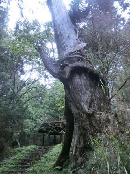 檜木原始林．鐵杉林自然步道380378