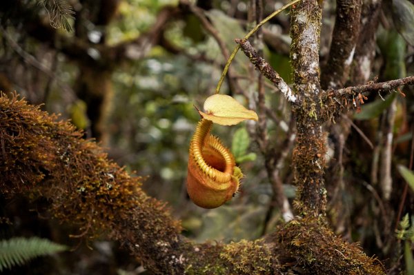 馬來西亞 京那巴魯山 Gunung Kinabalu2756366